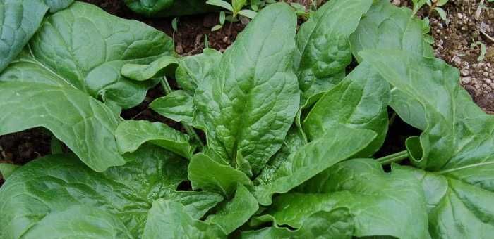 Sementes espinafre gigante horta jardim cozinha cultivo