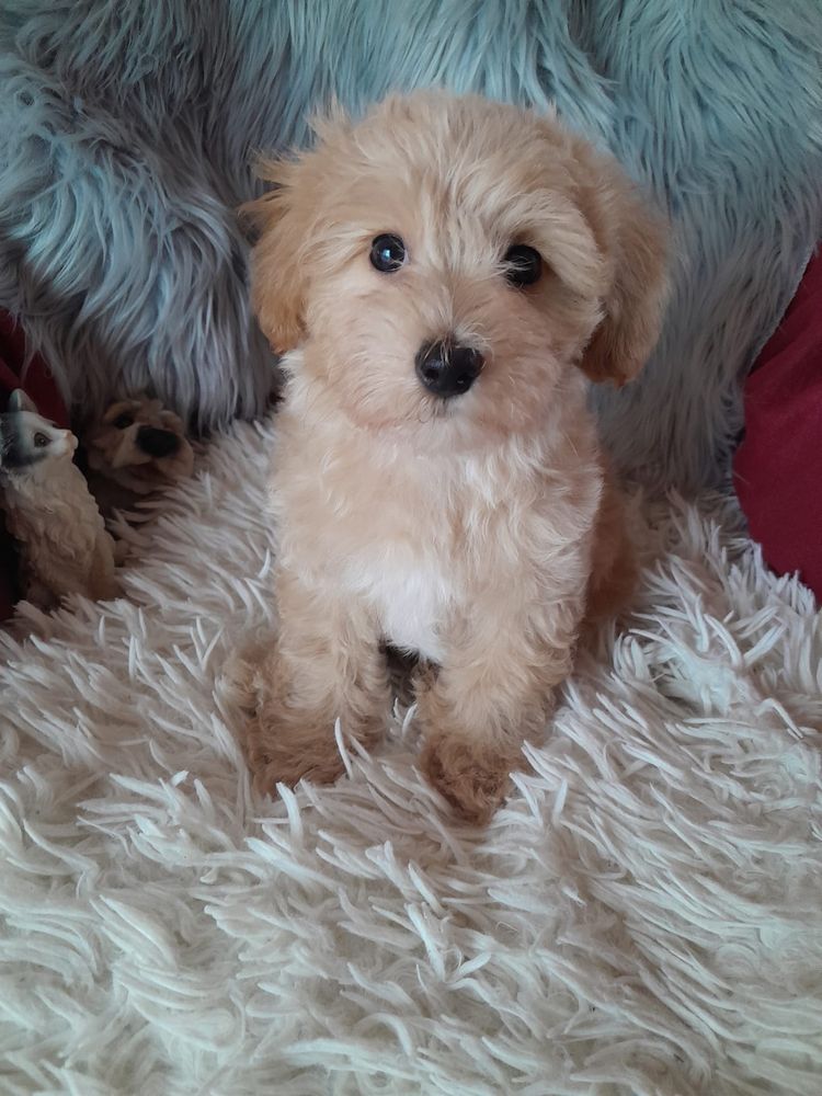 Maltipoo piesek mama maltańczyk tata pudel toy red