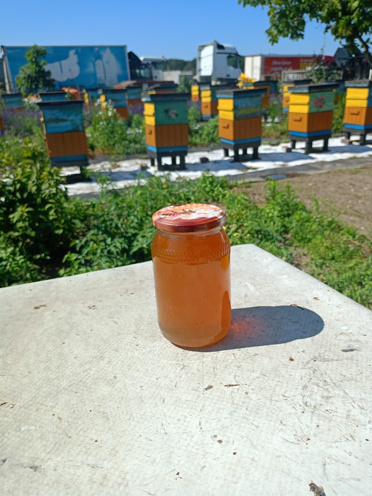 Miód rzepakowy brak już akacjowego