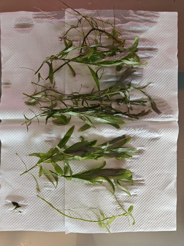 Peixes, camarões e plantas! (Fácil para iniciar o hobby)