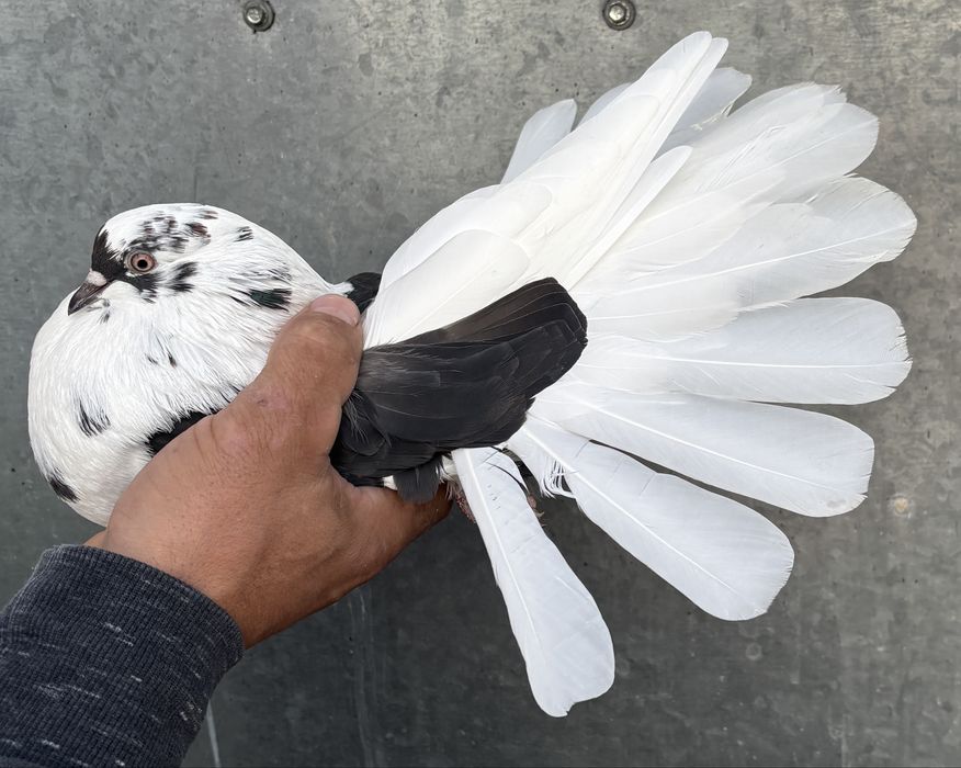 Sprzedam orliki szariki