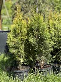 Thuja  Szmaragd 70 cm