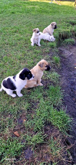 Oddam pieski za darmo