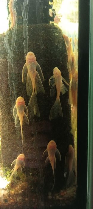 Zbrojniki złote weloniaste