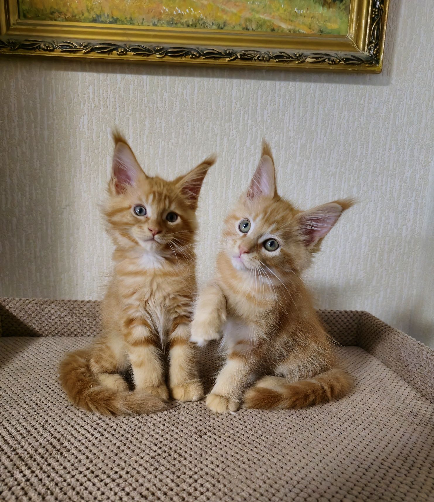 Кошенята Мейн-кун