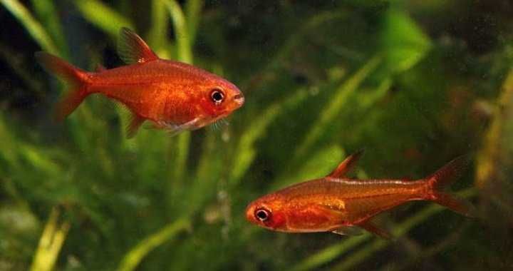 GB Bystrzyk Amandy - dowóz ryb!