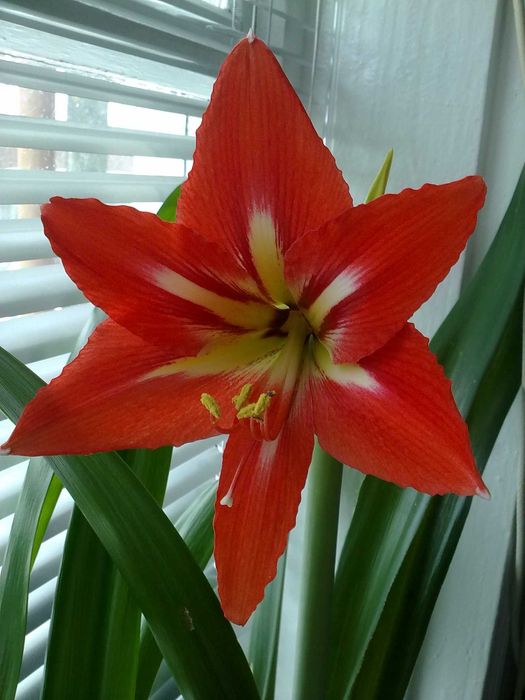 Детка красного гиппеаструма.