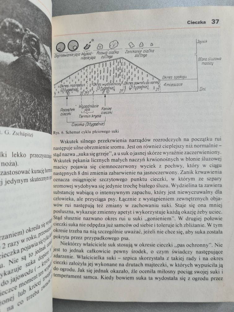 Gdy zachoruje pies - Peter Teichmann