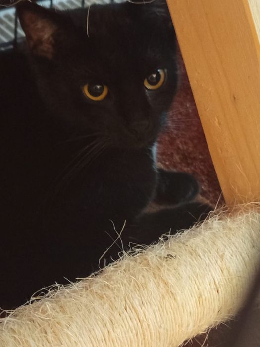 Mała kotka szuka domu niewychodzacego