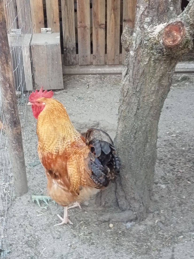 Galo Orptigon (cruzado)