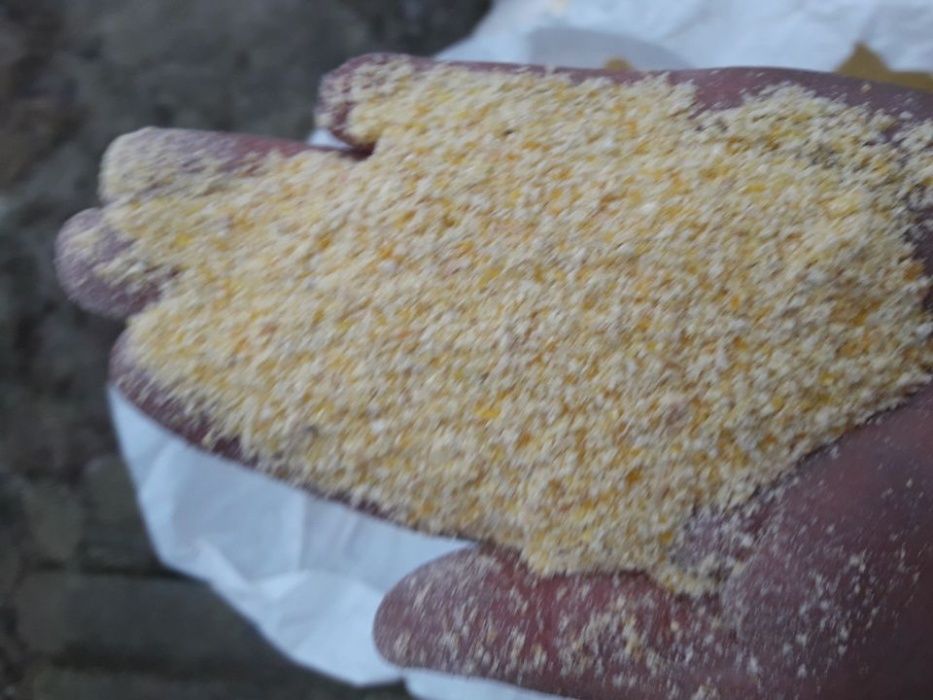 Kukurydza sucha mielona