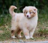 Juz do odbioru! Suczka red merle długi ogon ZKwP/FCI