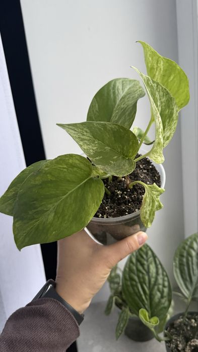 Нпіпремнум Марбл Квін сциндапсус