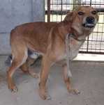 MINEK pies,średni ,rudy, "robi miny", do adopcji