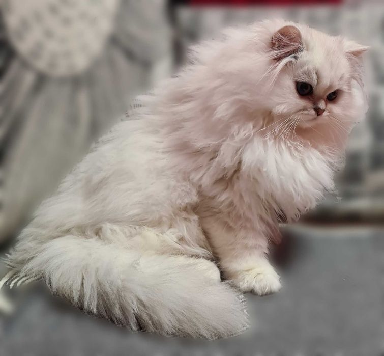 Чистокровний британський довгошерстий котик