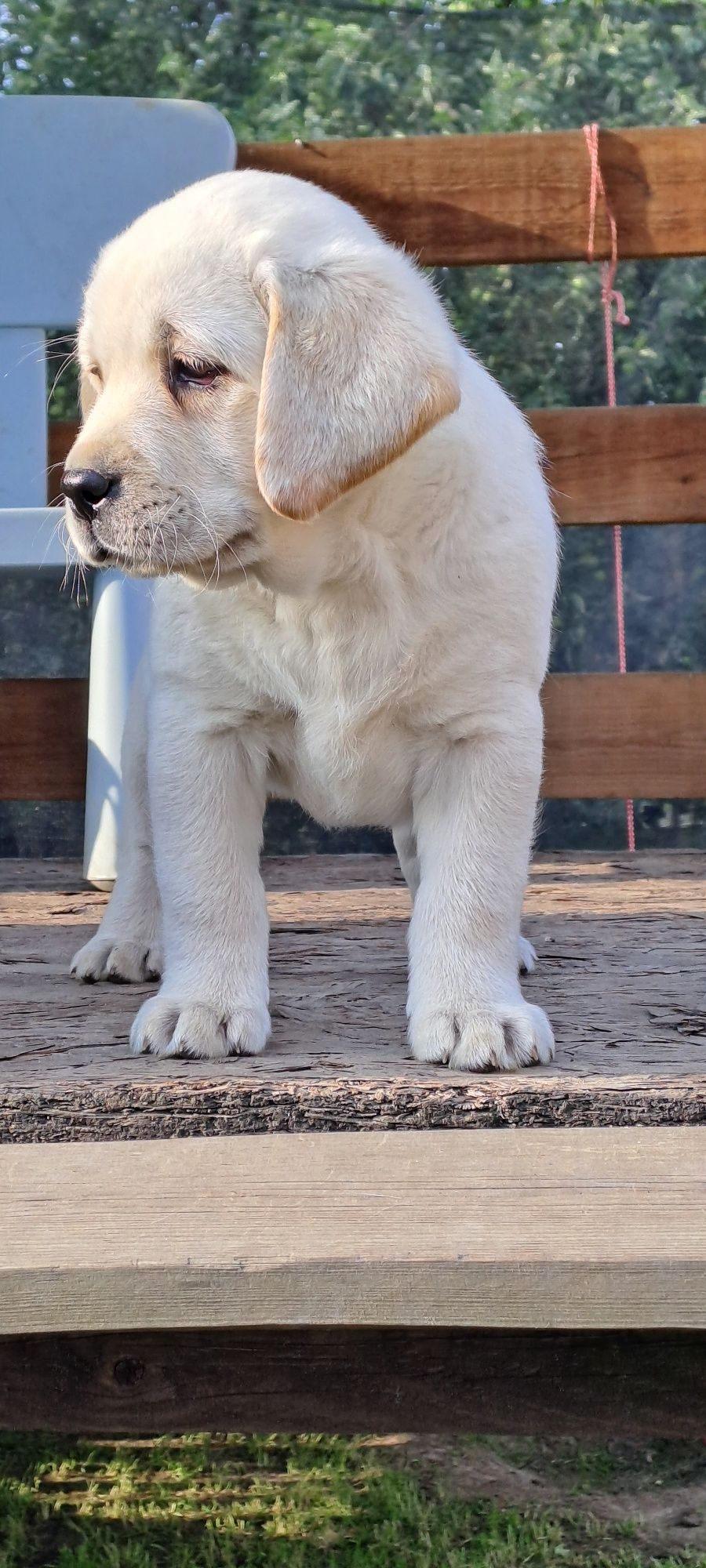 Labrador retriever samiec