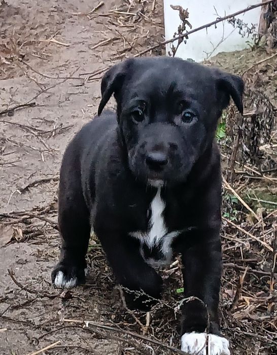 Oddam za darmo  pieski w dobre ręce Gmina Choroszcz.