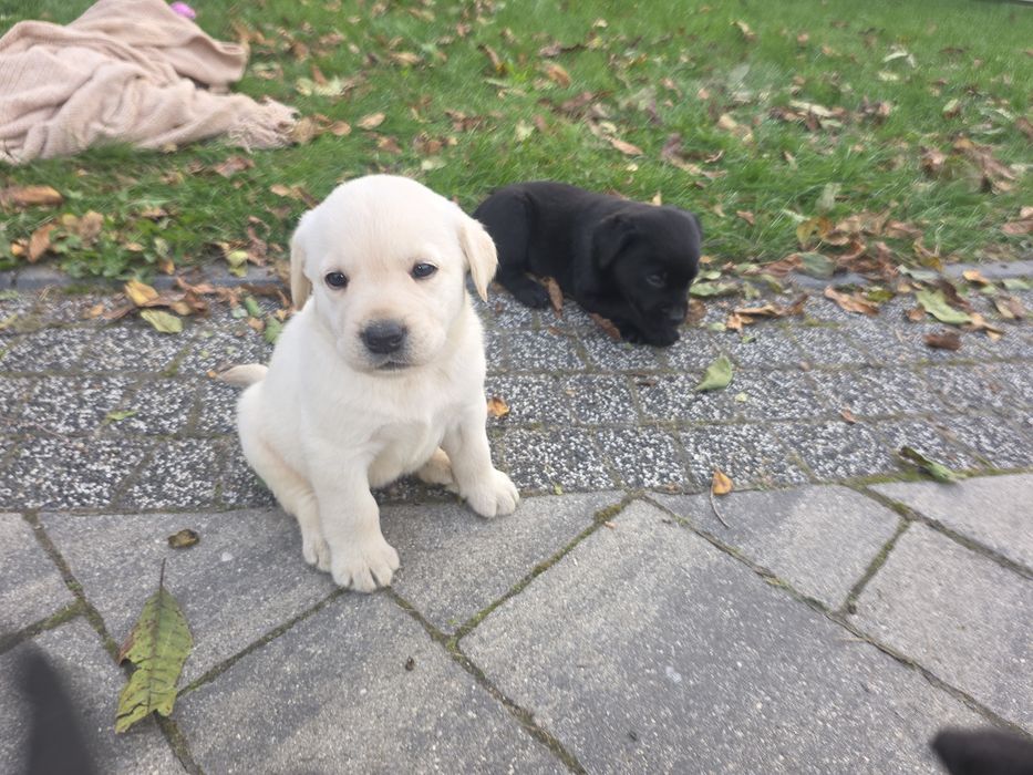 LABRADOR retriever szczeniak ZKwP FCI