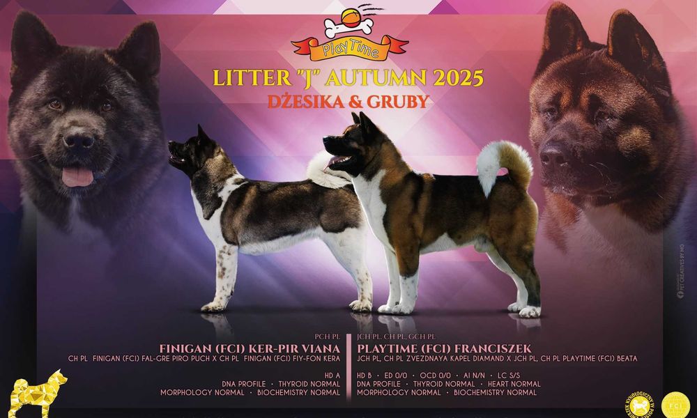 Akita Amerykańska szczenięta - Zapowiedź miotu - hodowla PlayTime FCI