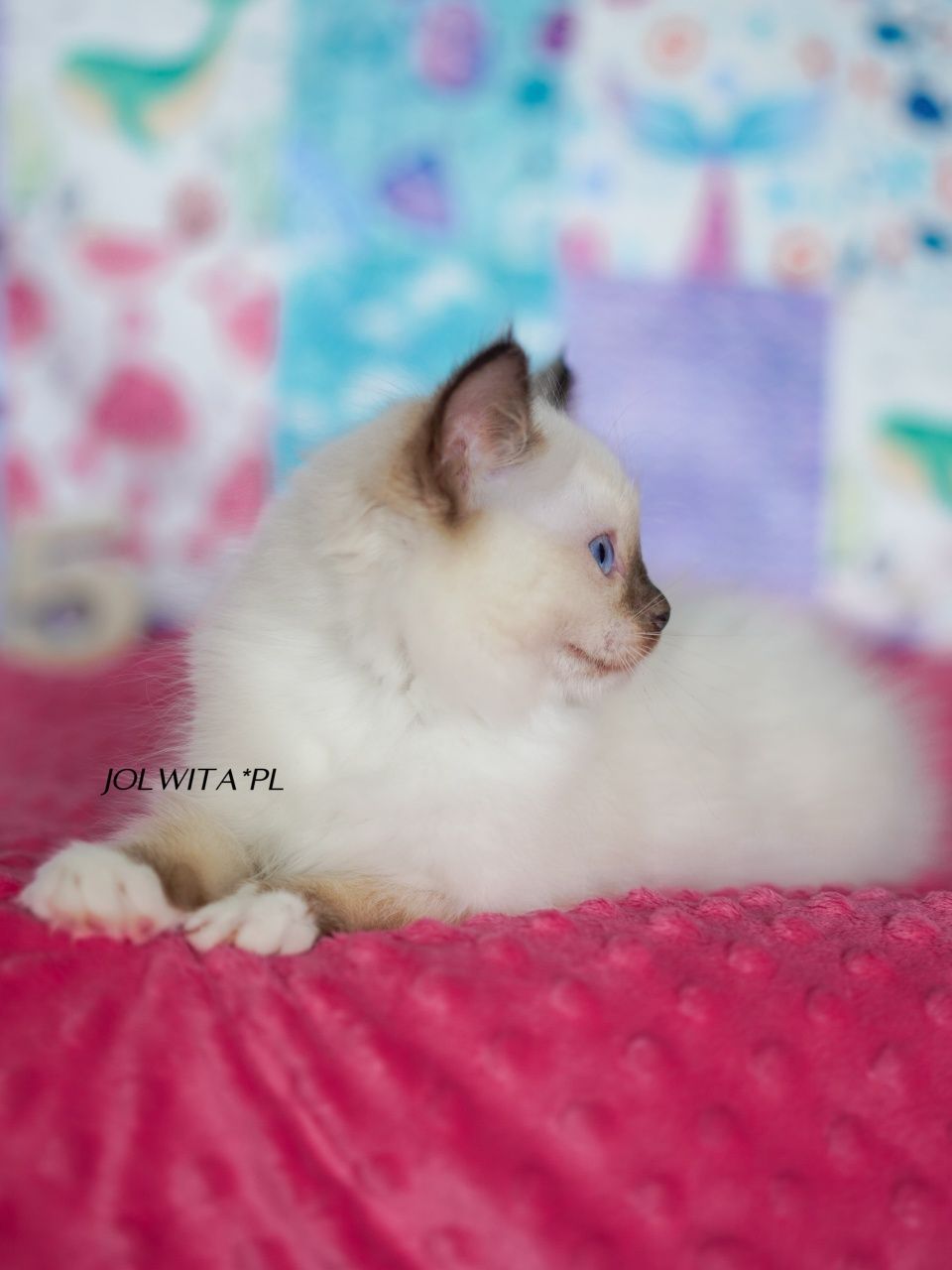 Koteczka ragdoll,wkròtce do odbioru