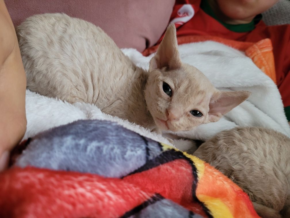 Devon rex liliowy kocurek