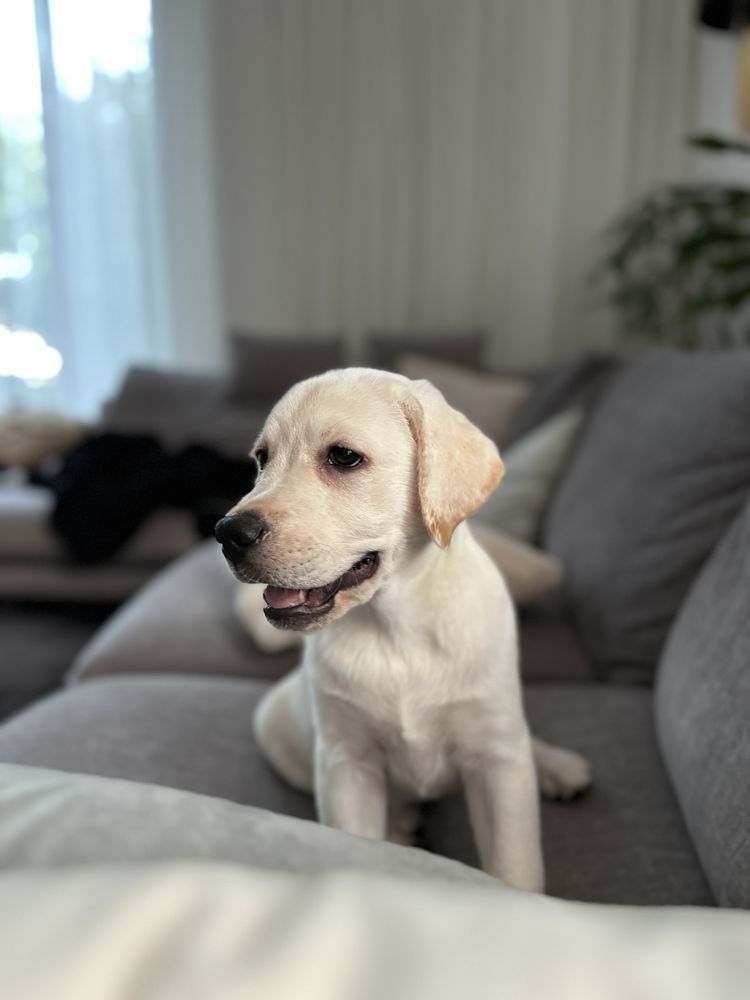 Labrador z rodowodem FCI ZKwP