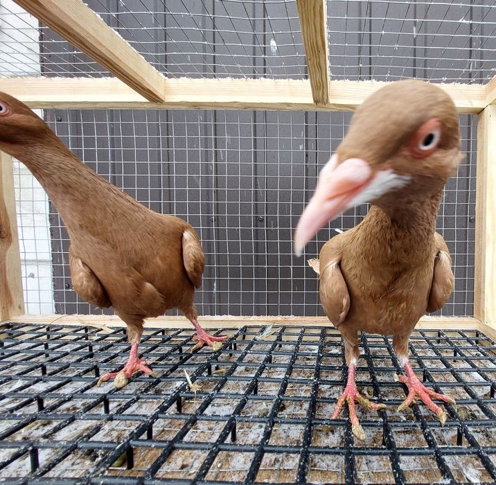 Gołębie bródki żółte