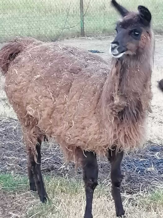 Lama samiec samica sprzedam