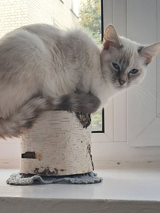 Киці сіамська. Продаеться