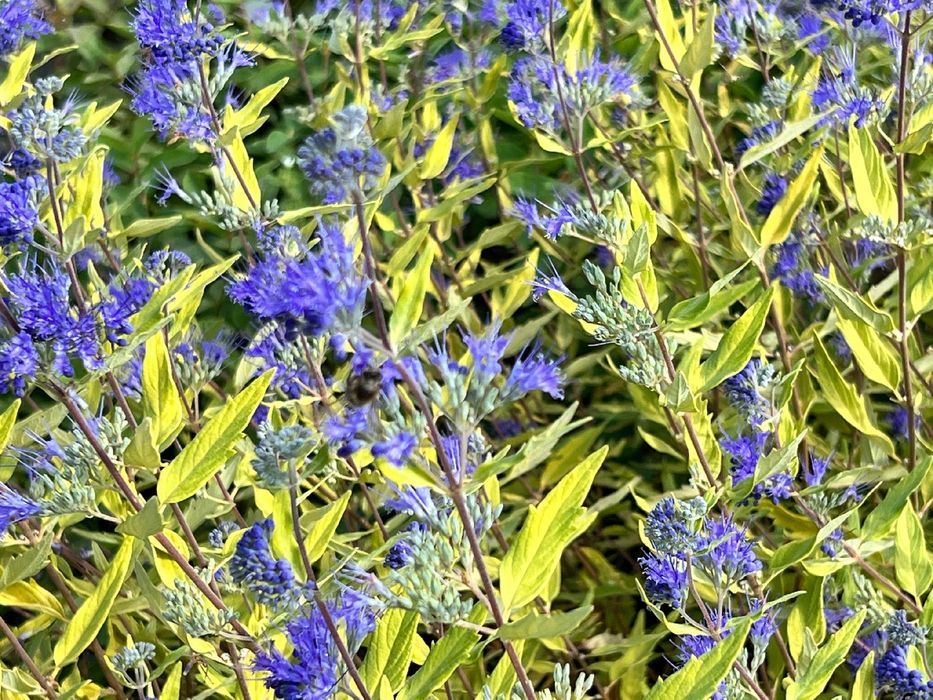 Barbula klandońska 'Worcester Gold' (Caryopteris) Doniczka 2L