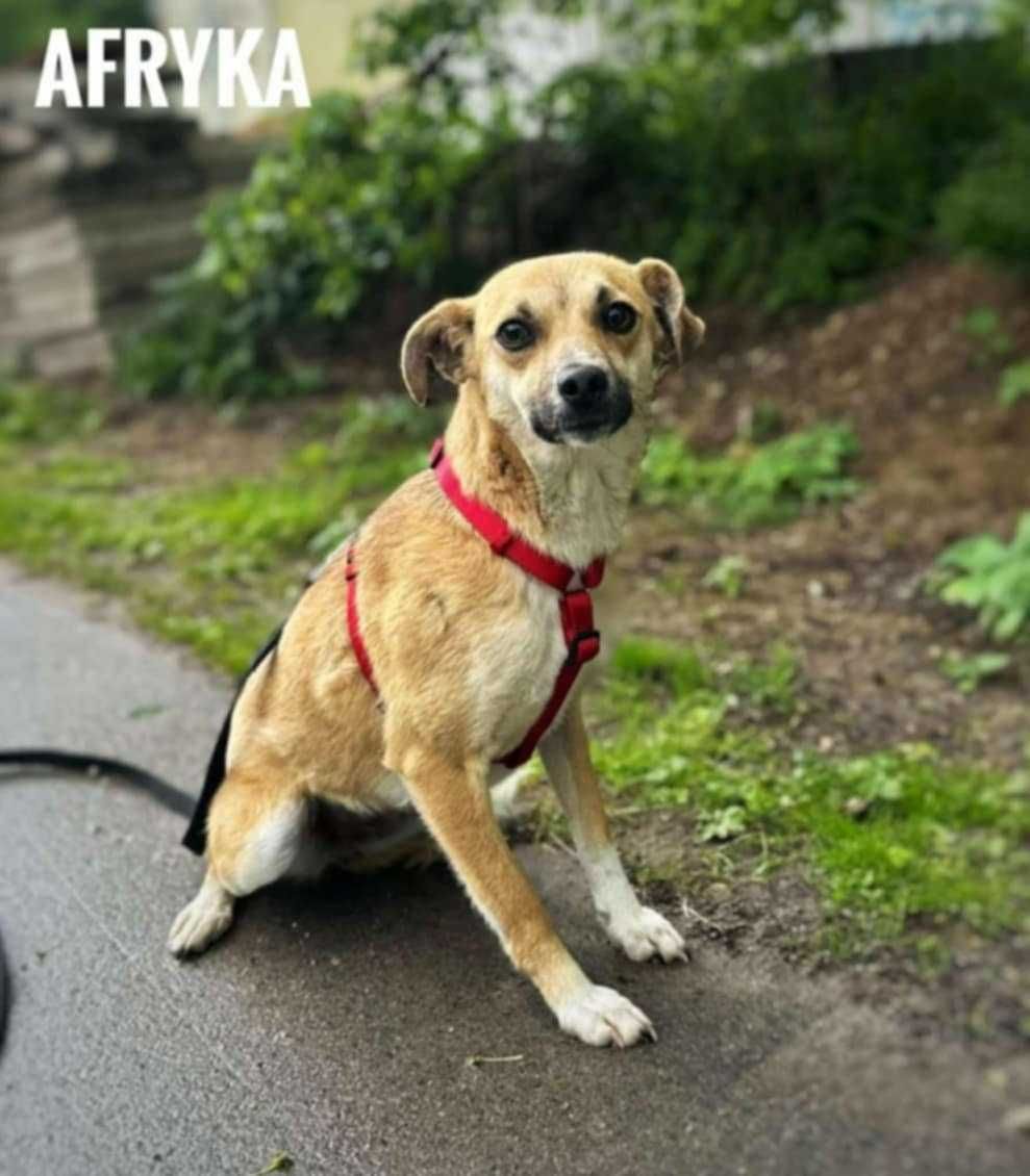 mała Afryka do adopcji