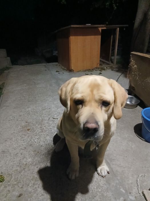 Бесплатно. Лабрадор. Мальчик