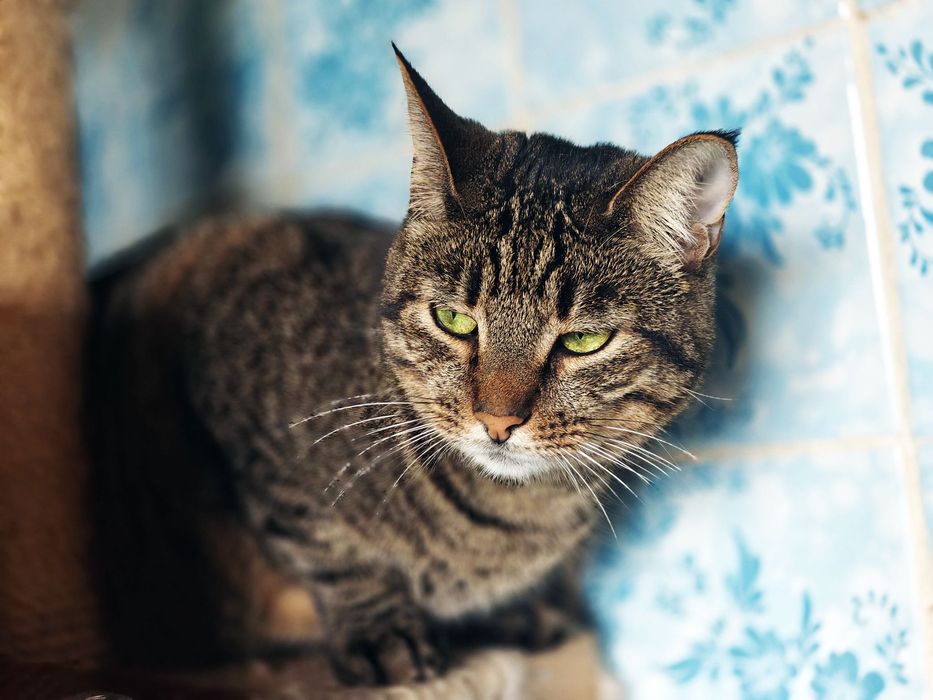 Зеленоока красуня Холлі! 1,5 року, стерилізована (кіт, кішка, кошеня)