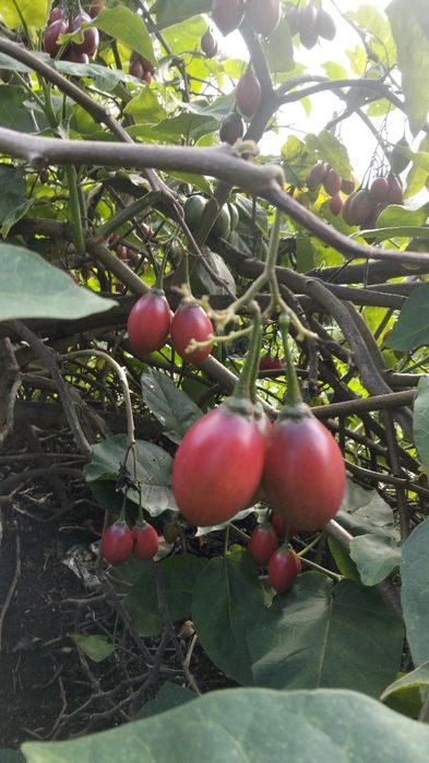 Vendo Tamarilhos Biológicos