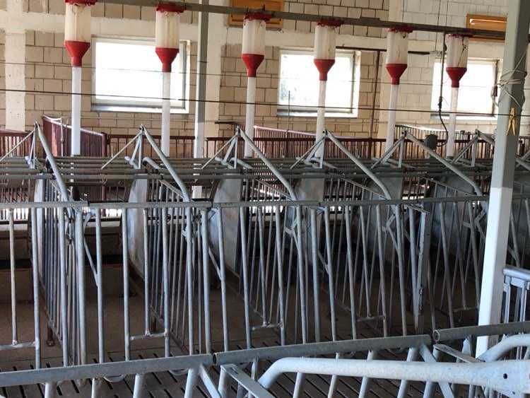 kojce, jarzma samoblokujące, pojedynki do loch 68 sztuk