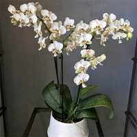 орхидея Pico Chip