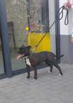 Staffordshire bull terrier FCI suczka