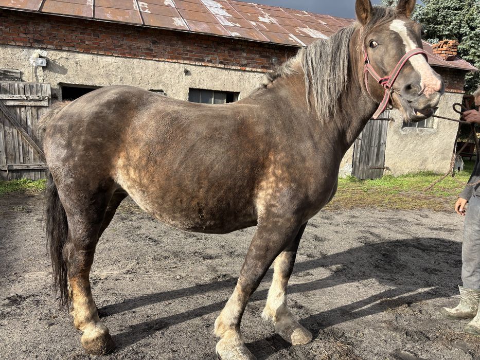 Klacz zimnokrwista źrebna