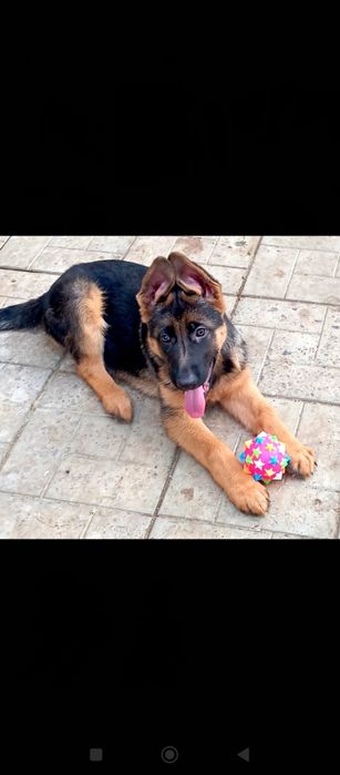 Крупные ,черномордые суки из питомника