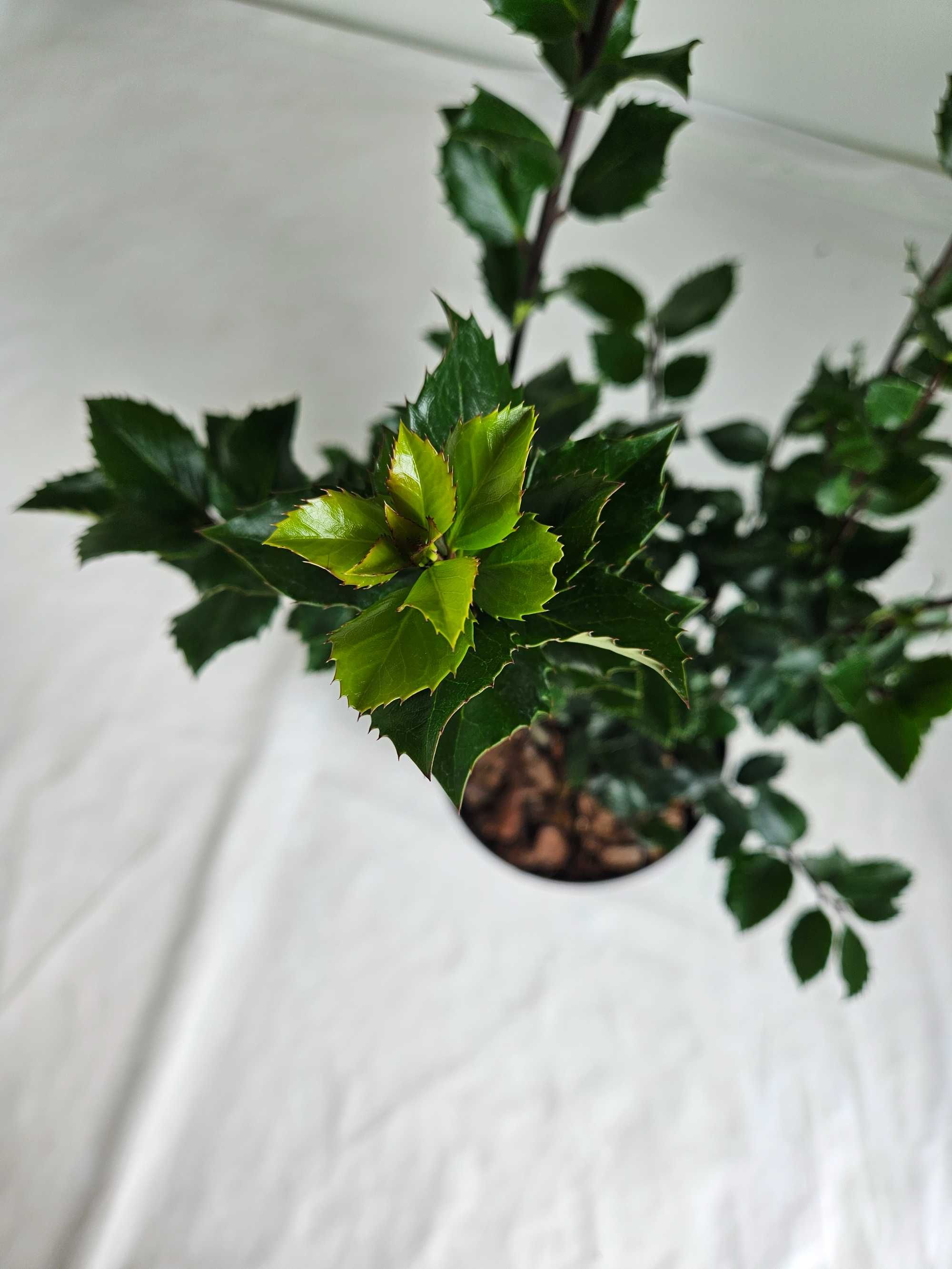Ostrokrzew Meservy Blue Mini 70cm – zimozielony krzew ozdobny C5