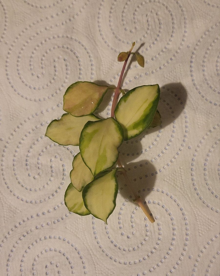 Hoya heuschkeliana variegata