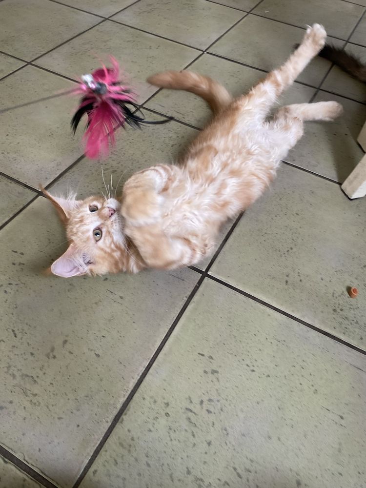 Maine coon duży rudy kocurek po dużych przebadanych rodzicach