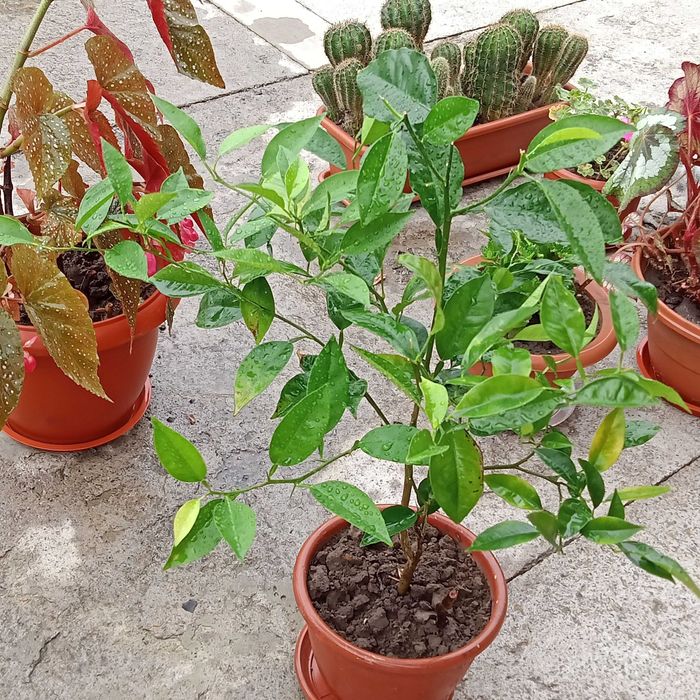 Кімнатні рослини в асортименті.