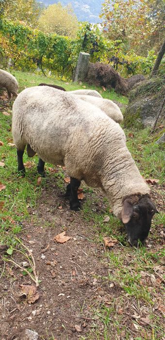 Sulfok 4 anos  muito meigo