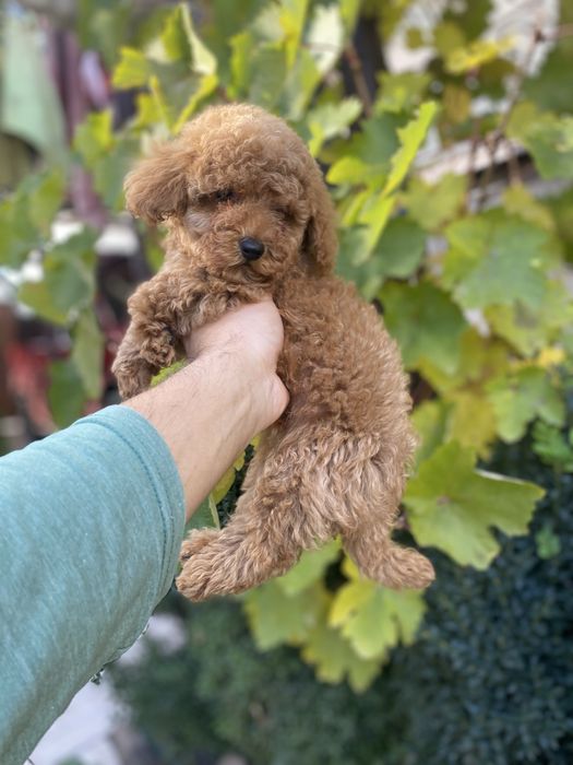 Грайливі цуцики мальтіпу