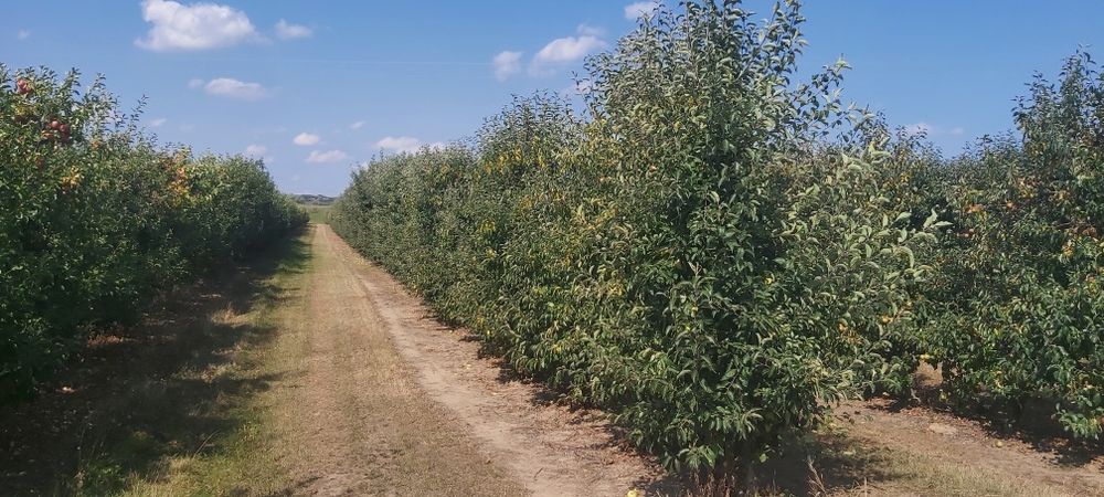 Sad jabłoniowy 0.87ha Koćmierzów, gm. Samborzec - Do negocjacji