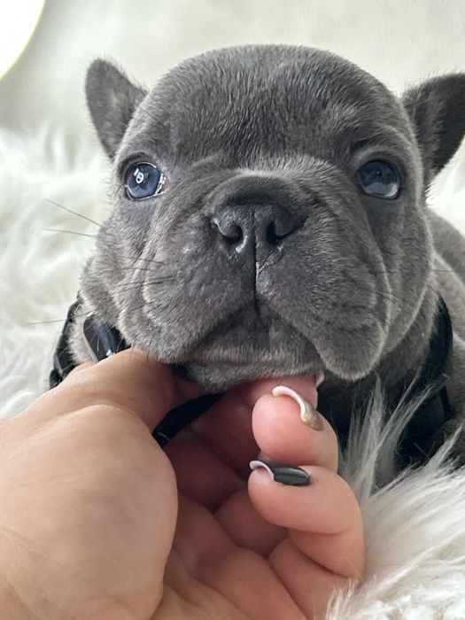 Buldog Francuski Piesek