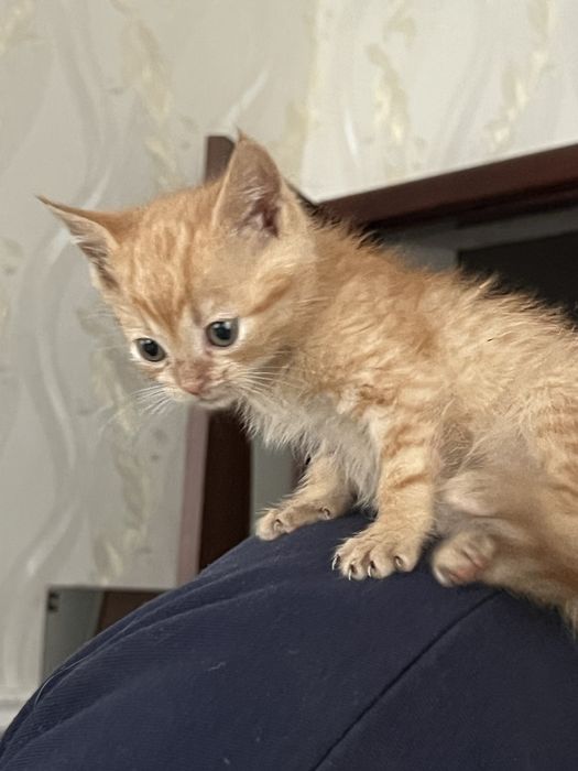 Котятко руде шукає нову родину