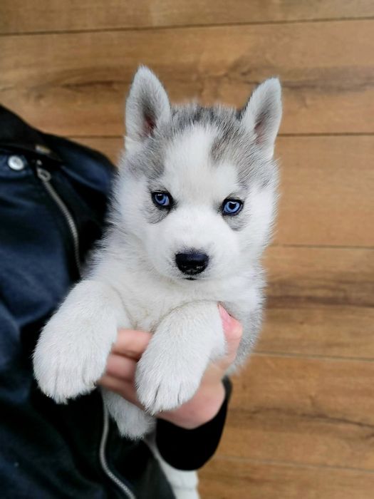 Sunia Ice Queen niebieskooka szczenie Siberian Husky zkwp fci