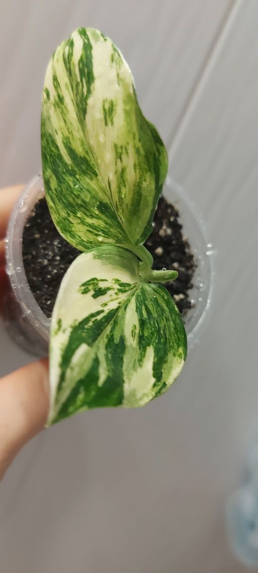 Филодендрон Cobra Yellow variegated